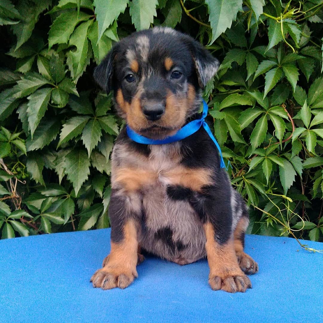 beauceron puppies for sale